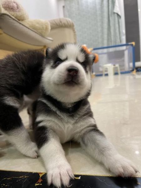 成都哈士奇价格(真的能买到纯种的吗)