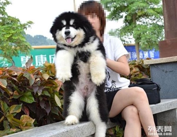 成都宠物(又该去哪里淘)