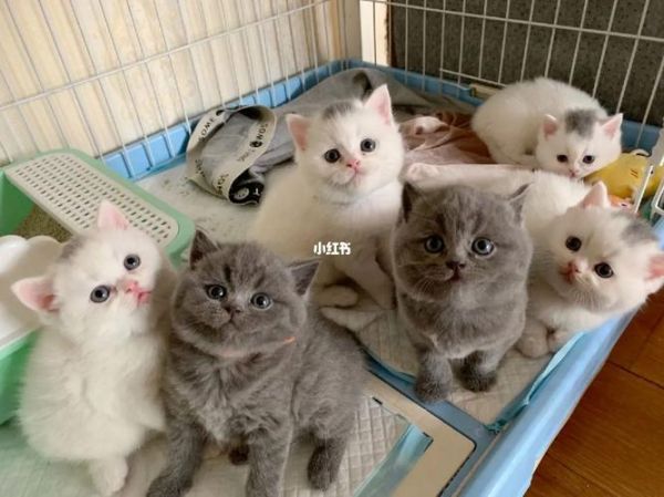 成都宠物猫领养(怎么挑选合适的猫咪)
