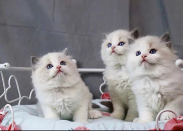 成都宠物猫领养(怎么挑选合适的猫咪)