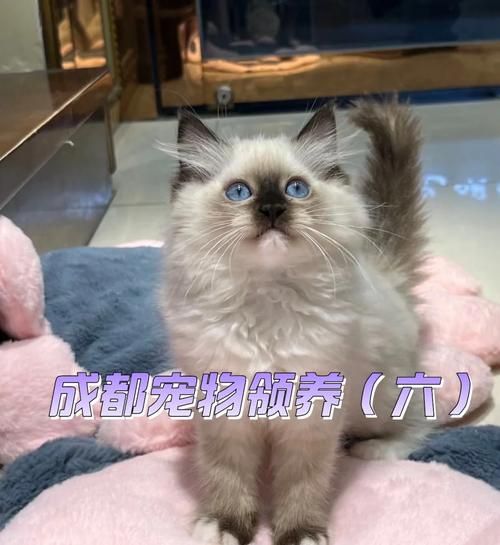 成都宠物网(成都宠物网了解一下)