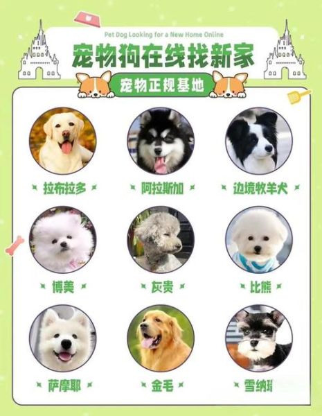 成都宠物网站(成都宠物网站有哪些宠物社区)