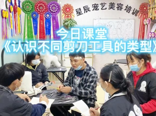 成都宠物美容培训(成都宠物美容培训能帮到你吗)