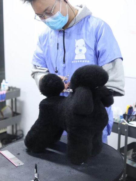 成都宠物美容学校(成都宠物美容学校怎么选)