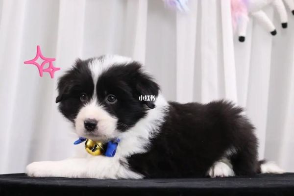 成都边境牧羊犬价格(怎么判断价格是不是被坑了)