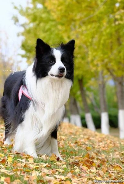 成都边境牧羊犬价格(怎么判断价格是不是被坑了)
