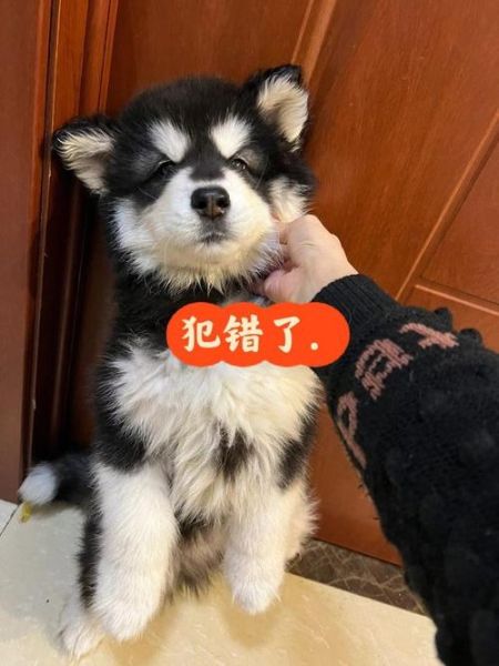 我不小心让狗狗干了怎么办(会不会被责怪)