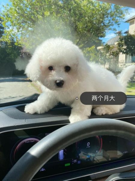 我和大狗整整做了几天(她到底想干什么)
