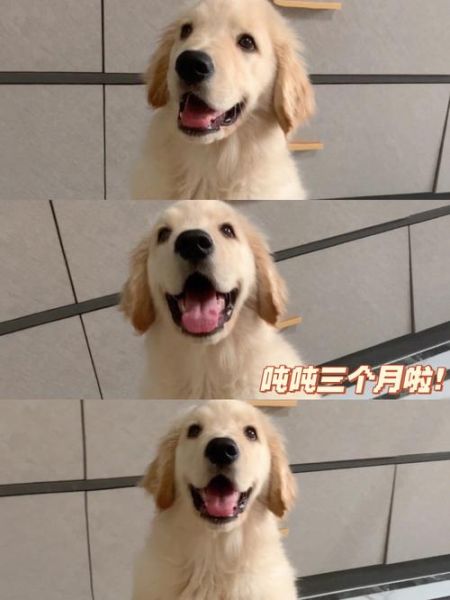 我和大狗整整做了几天(她到底想干什么)