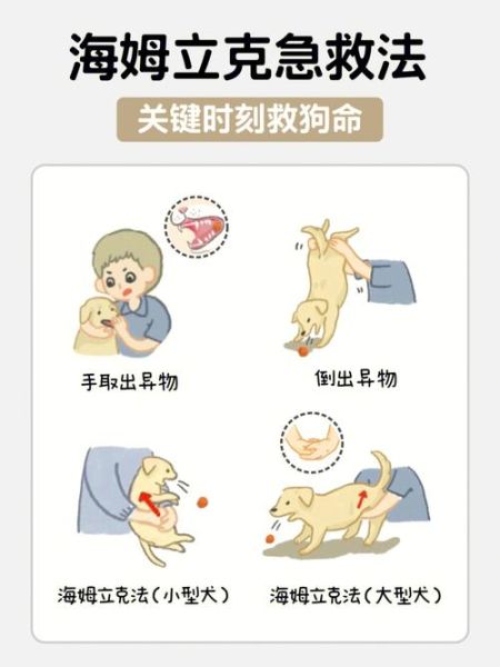 我和我家大金毛卡住后怎么自救(快来试试这些方法)