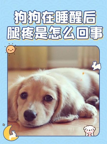 我家狗狗卡在我里面痛怎么办(怎么才能把它弄出来)