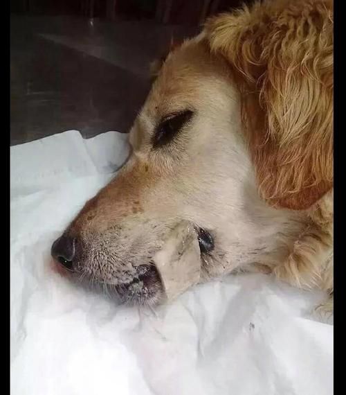 我家狗狗卡在我里面痛怎么办(怎么才能把它弄出来)