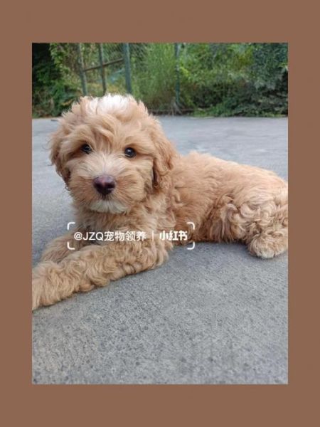 我家狗狗差我4个多小时(会不会把家里搞得乱七八糟)