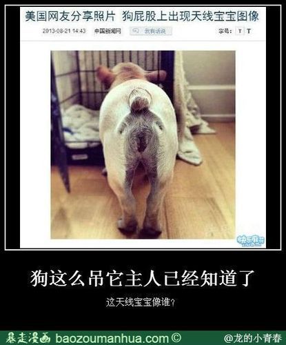 我家的狗做了4年都没事( 这算不算狗狗界的奇葩)