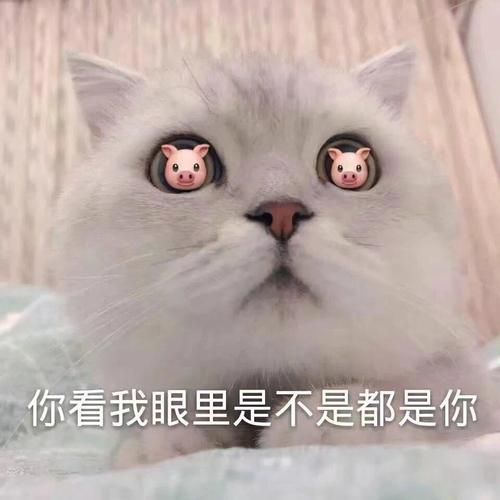 我是猫咪不是虎(你身上到底藏着什么)