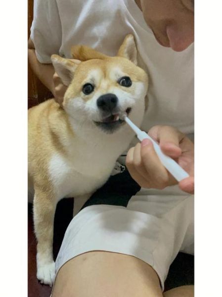 我的第一次给狗狗(你准备好了吗)