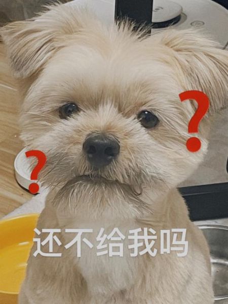 我蹲下来狗狗总想舔我脸是为什么(还是在暗示我该给它零食了)