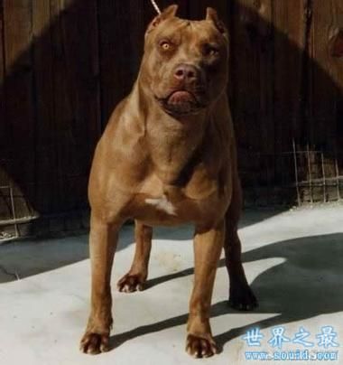 战斗力最强的狗(谁才是狗界战斗力的巅峰)