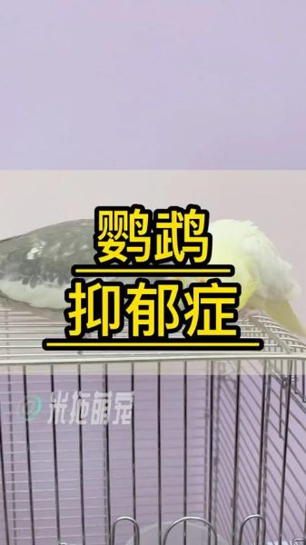 抑郁症鹦鹉( 它是不是太孤独了)