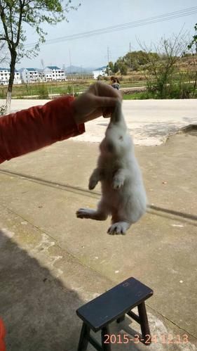 抓兔子(这方法真的有效吗)