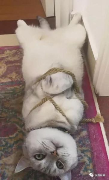 抓猫(吸猫体质真的存在吗)