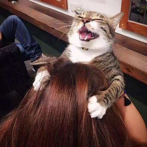 抓猫(吸猫体质真的存在吗)