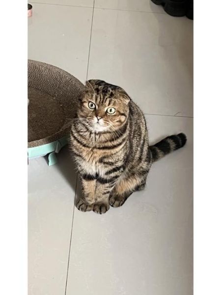折耳猫(难道是天生就这样的吗)