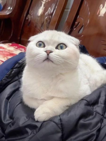 折耳猫(难道是天生就这样的吗)