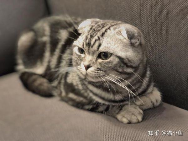 折耳猫为什么不能养( 它的身体状况真的不容忽视)