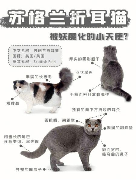 折耳猫为什么不能养( 它的身体状况真的不容忽视)