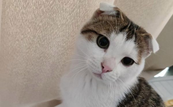 折耳猫价格(到底要花多少)