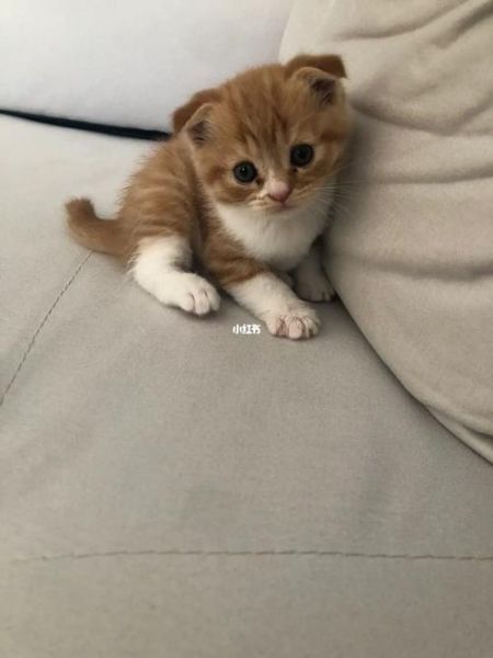 折耳猫价格(到底要花多少)