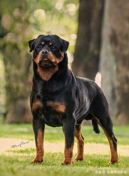 护卫犬哪种好(到底谁更厉害)