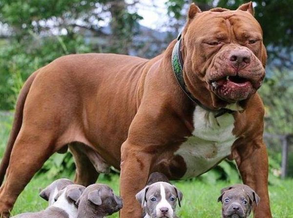 护卫犬哪种好(到底谁更厉害)