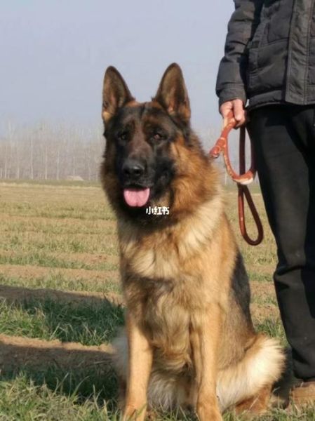 护卫犬有哪些( 到底哪种护卫犬最适合你)