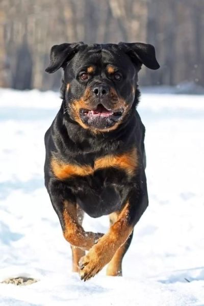 护卫犬有哪些( 到底哪种护卫犬最适合你)