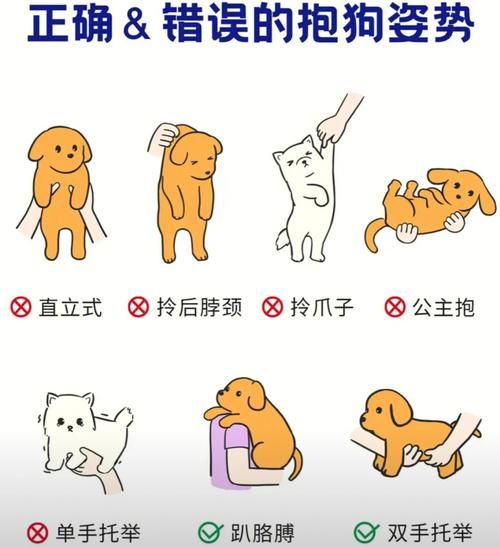 抱狗( 怎么抱狗才让它舒服)