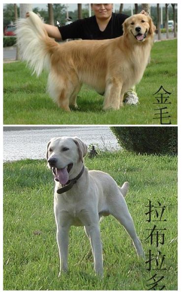 拉布拉多和金毛的区别(谁的毛发更飘逸)