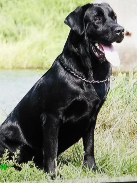 拉布拉多寻回犬(你真的能给它一个家吗)