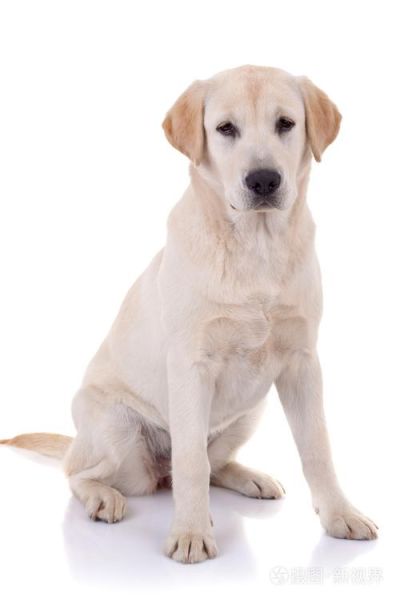 拉布拉多寻回犬(你真的能给它一个家吗)
