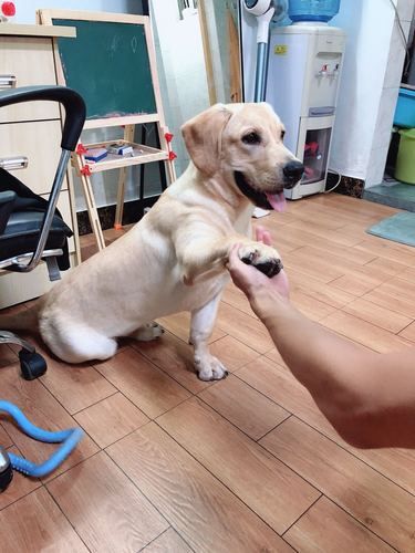 拉布拉多幼犬(该怎么训练它呢)