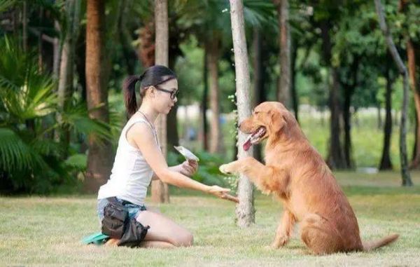 拉布拉多幼犬(该怎么训练它呢)