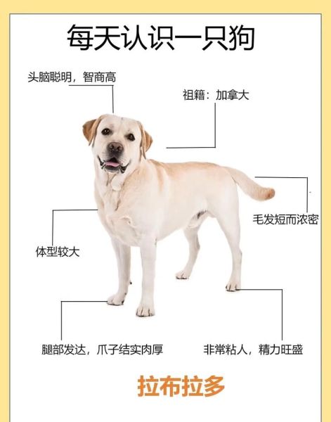 拉布拉多犬介绍( 它们到底适合哪些人养呢)