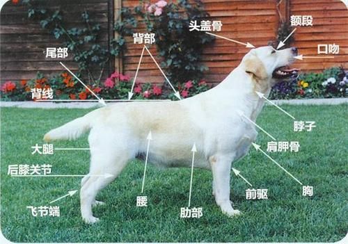 拉布拉多犬介绍( 它们到底适合哪些人养呢)