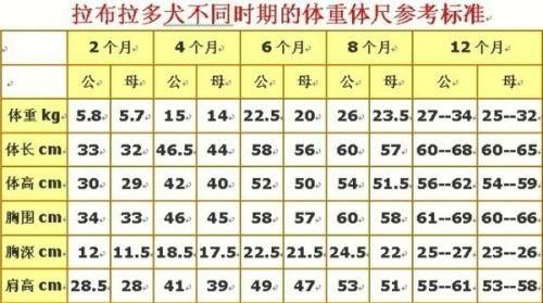 拉布拉多犬价格(几百还是几千)