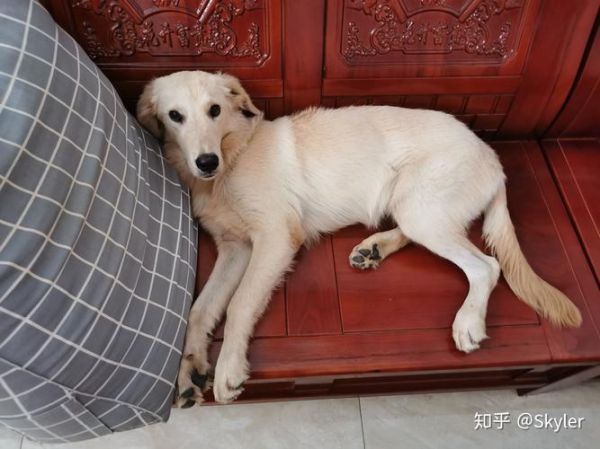 拉布拉多犬和金毛(谁更适合陪伴老人)