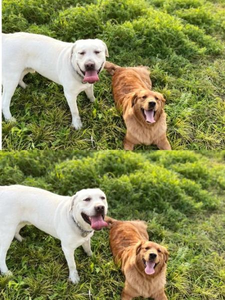 拉布拉多犬和金毛(谁更适合陪伴老人)