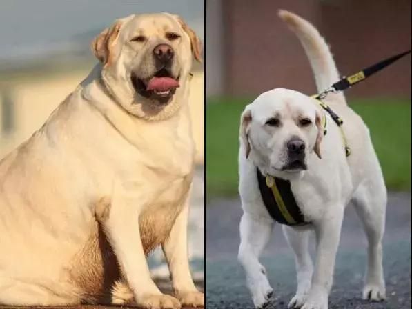 拉布拉多犬和金毛的区别(谁更适合当暖男)