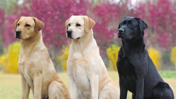 拉布拉多犬图片(它们到底有多优秀)