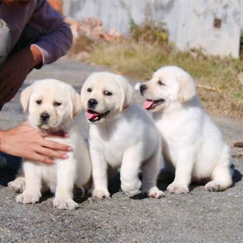 拉布拉多犬多钱( 几百块就能买到吗)